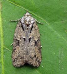 Attēlu rezultāti vaicājumam “Nycteola sp.”