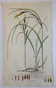 Attēlu rezultāti vaicājumam “Carex acuta”