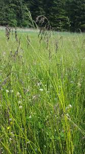 Attēlu rezultāti vaicājumam “Glyceria striata”