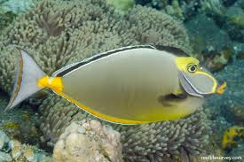 Image result for Naso lituratus