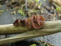 Attēlu rezultāti vaicājumam “Myriosclerotinia scirpicola”