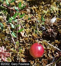 Attēlu rezultāti vaicājumam “Oxycoccus leaf”