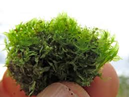 Attēlu rezultāti vaicājumam “Octospora splachnophila”