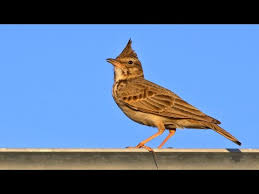 Attēlu rezultāti vaicājumam “Galerida cristata”