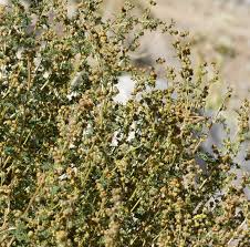 Image result for Artemisia gmelinii