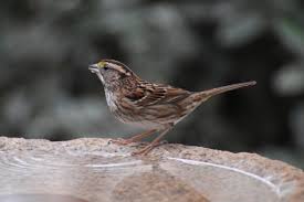 Image result for Zonotrichia albicollis