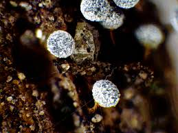 Attēlu rezultāti vaicājumam “Badhamia capsulifera var. arborea spores”