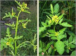 Attēlu rezultāti vaicājumam “Rorippa palustris fruit”