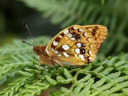 Attēlu rezultāti vaicājumam “Argynnis adippe underside”