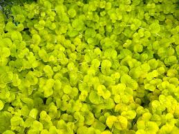 Image result for Lysimachia nummularia