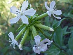 Attēlu rezultāti vaicājumam “Saponaria officinalis flower”