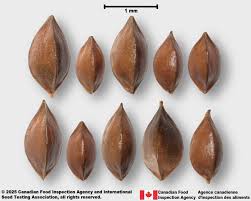 Attēlu rezultāti vaicājumam “Rumex maritimus fruit”