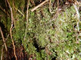 Attēlu rezultāti vaicājumam “Kurzia pauciflora”