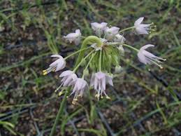 Attēlu rezultāti vaicājumam “Allium cepa flower”