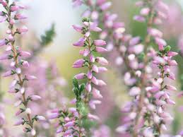 Attēlu rezultāti vaicājumam “Calluna vulgaris fruit”