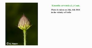 Attēlu rezultāti vaicājumam “Knautia arvensis bud”