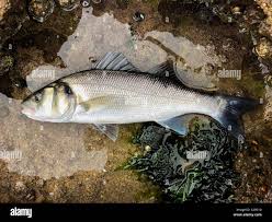 Image result for Dicentrarchus labrax