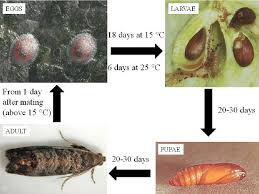 Attēlu rezultāti vaicājumam “Cydia pomonella”