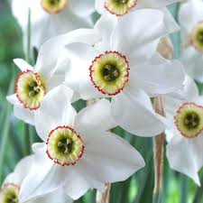 Attēlu rezultāti vaicājumam “Narcissus poeticus”