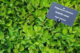 Attēlu rezultāti vaicājumam “Polygonatum odoratum leaf”