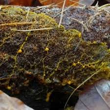 Attēlu rezultāti vaicājumam “Badhamia sp.”