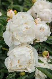 Attēlu rezultāti vaicājumam “Paeonia lactiflora”