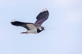 Attēlu rezultāti vaicājumam “Vanellus vanellus adult”