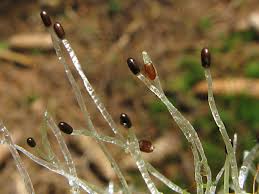 Attēlu rezultāti vaicājumam “Lepidozia reptans”