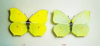 Attēlu rezultāti vaicājumam “Gonepteryx rhamni male”