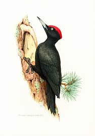 Attēlu rezultāti vaicājumam “Dryocopus martius”