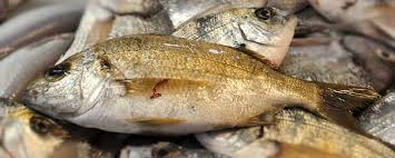 Image result for Pomadasys incisus