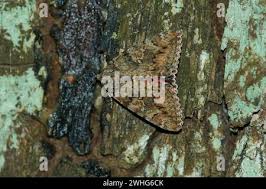 Attēlu rezultāti vaicājumam “Catocala sponsa”