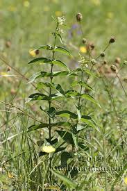 Attēlu rezultāti vaicājumam “Vincetoxicum hirundinaria”