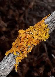 Attēlu rezultāti vaicājumam “Lamproderma debile macro”