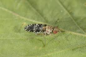 Attēlu rezultāti vaicājumam “Trypetoptera punctulata”