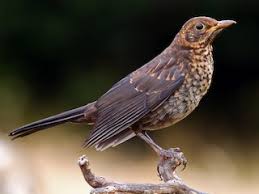 Attēlu rezultāti vaicājumam “Turdus merula juvenile”