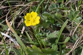 Attēlu rezultāti vaicājumam “Potentilla arenaria bud”