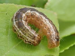 Attēlu rezultāti vaicājumam “Hydriomena furcata”