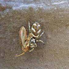 Attēlu rezultāti vaicājumam “Salticus scenicus”