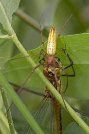 Attēlu rezultāti vaicājumam “Tetragnatha extensa”