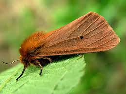 Attēlu rezultāti vaicājumam “Phragmatobia fuliginosa imago”