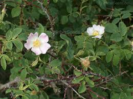 Attēlu rezultāti vaicājumam “Rosa subcanina”