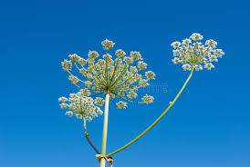 Attēlu rezultāti vaicājumam “Umbelliferae”