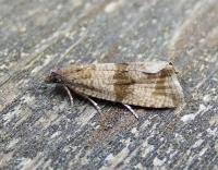 Attēlu rezultāti vaicājumam “Celypha striana”