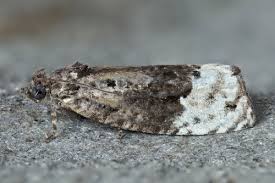 Attēlu rezultāti vaicājumam “Apotomis betuletana”