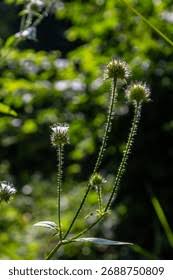 Image result for Dipsacus pilosus