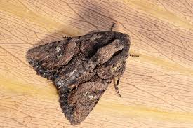 Attēlu rezultāti vaicājumam “Noctuidae”