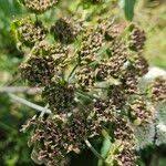 Attēlu rezultāti vaicājumam “Heracleum sphondylium subsp. sibiricum fruit”