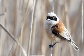 Image result for Remiz pendulinus