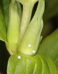 Attēlu rezultāti vaicājumam “Maculinea alcon female”